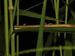 Takydromus sexlineatus