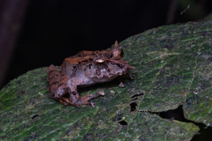 Pristimantis appendiculatus