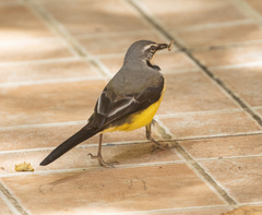 Motacilla flaviventris