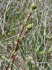 Acaena echinata