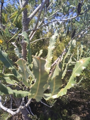Banksia menziesii