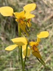 Diuris aurea