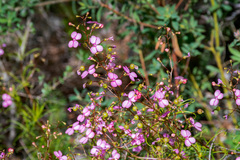 Stylidium scandens