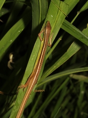 Takydromus sexlineatus