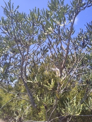 Banksia menziesii