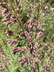 Chromolaena pulchella
