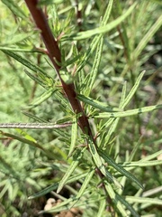 Chromolaena pulchella