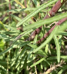 Chromolaena pulchella