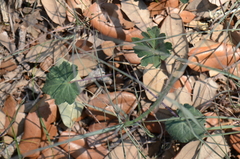 Sidalcea