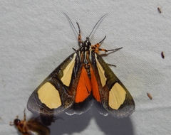 Phaegorista agaristoides