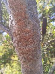 Banksia menziesii