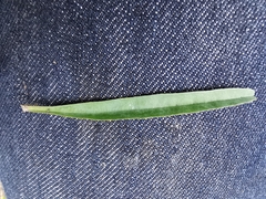 Euphorbia silenifolia