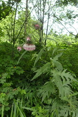 Cirsium kamtschaticum