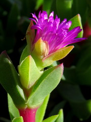 Ruschia rubricaulis