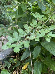 Dendrolobium triangulare