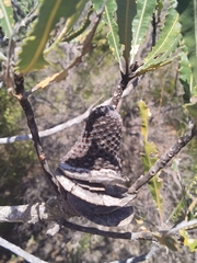 Banksia menziesii