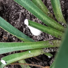 Euphorbia silenifolia