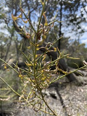 Acacia spinescens