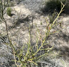 Acacia spinescens