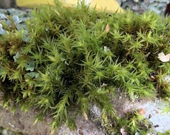 Pulvigera lyellii