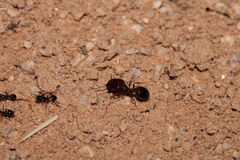 Pheidole xerophila