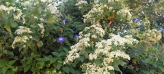 Montanoa tomentosa