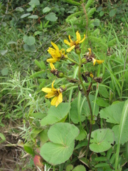 Ligularia hodgsonii