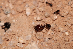 Pheidole xerophila
