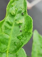 Papilionidae