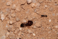 Pheidole xerophila