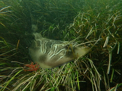 Trygonorrhina dumerilii