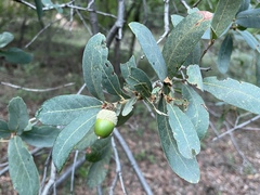 Quercus arizonica