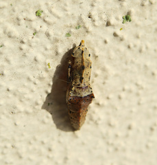 Papilionoidea