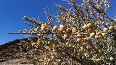 Boscia foetida foetida