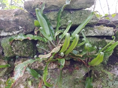 Asplenium scolopendrium scolopendrium