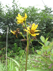 Ligularia hodgsonii