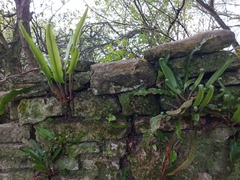Asplenium scolopendrium scolopendrium