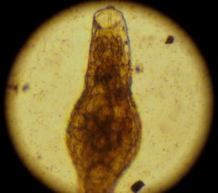 Bdelloidea