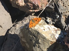 Phyciodes pallida