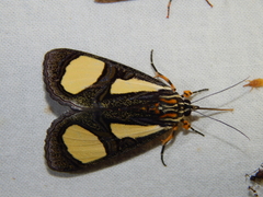 Phaegorista agaristoides