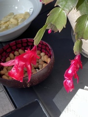 Schlumbergera