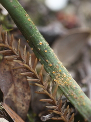 Uromyces thelymitrae