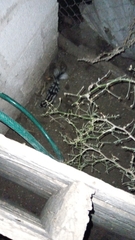 Spilogale angustifrons