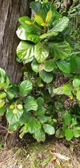 Beilschmiedia tarairi