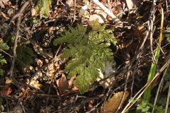 Hymenophyllum scabrum