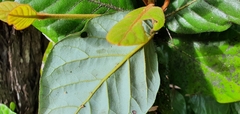 Beilschmiedia tarairi