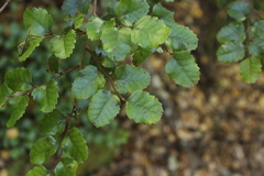Nothofagus truncata