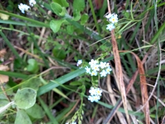 Myosotis scorpioides