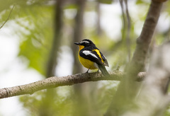 Ficedula zanthopygia