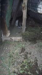 Spilogale angustifrons